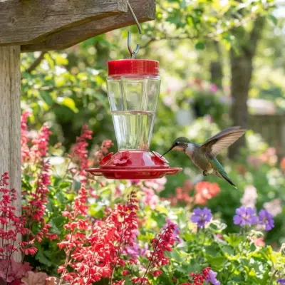 When to Put Out Hummingbird Feeders
