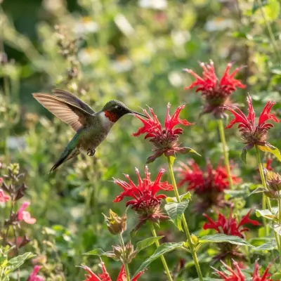 Attracting Hummingbirds Without Feeders