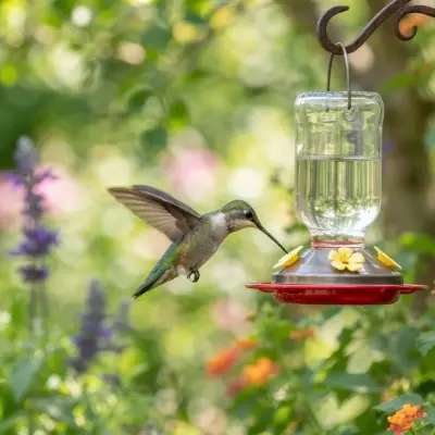 How Often to Change Hummingbird Nectar