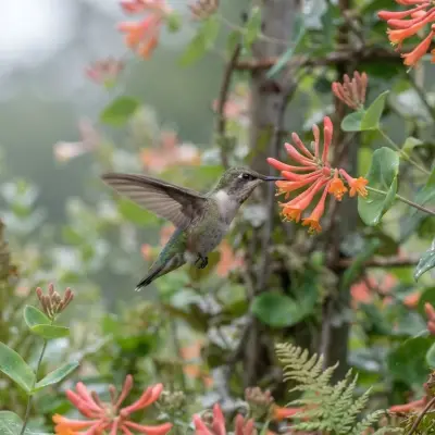 Cloudy Hummingbird Nectar