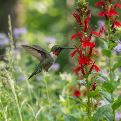 Native Plants for Hummingbirds
