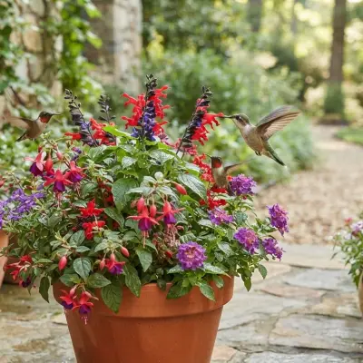 Container Plants for Hummingbirds