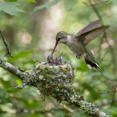 Hummingbird Nesting Season
