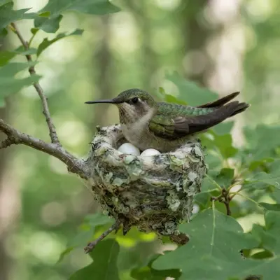 Hummingbird Nest Facts