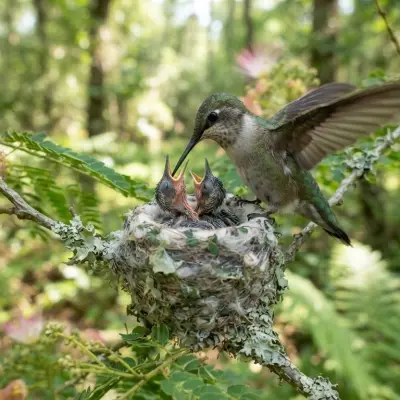 Baby Hummingbirds Guide