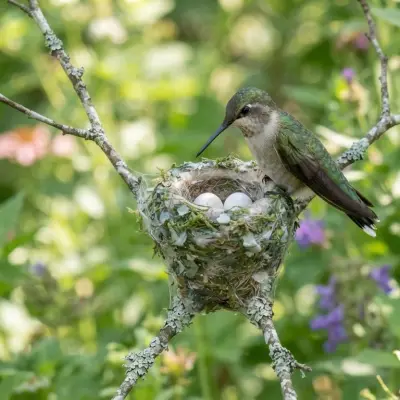 What to Do If You Find a Hummingbird Nest