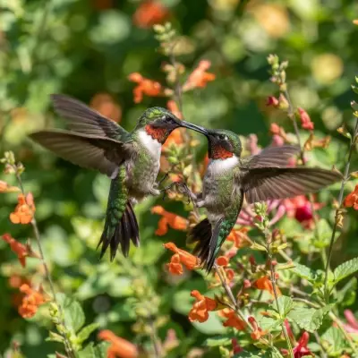 Why Do Hummingbirds Fight?