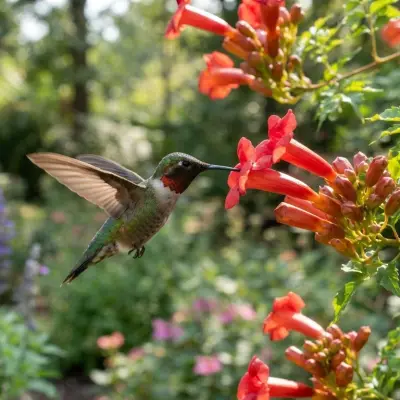 How Long Do Hummingbirds Live?