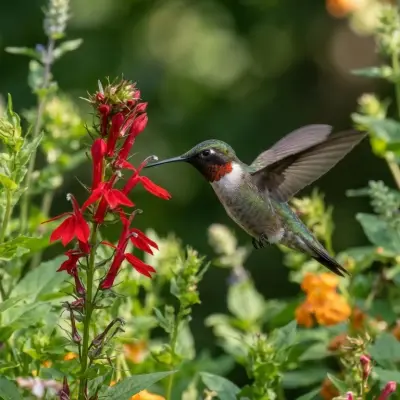 Hummingbird Species Finder