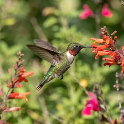 Hummingbird Lifespan Calculator