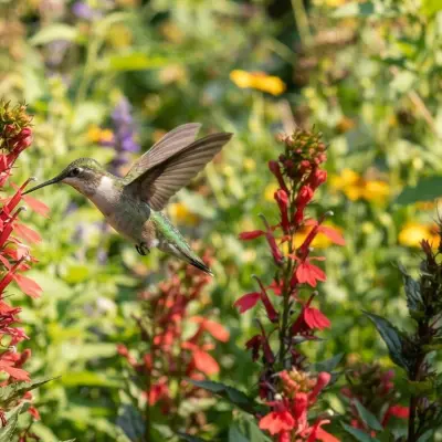 Hummingbird Flower Finder