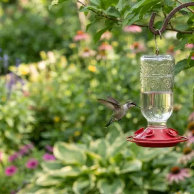Why Is My Hummingbird Feeder Empty?