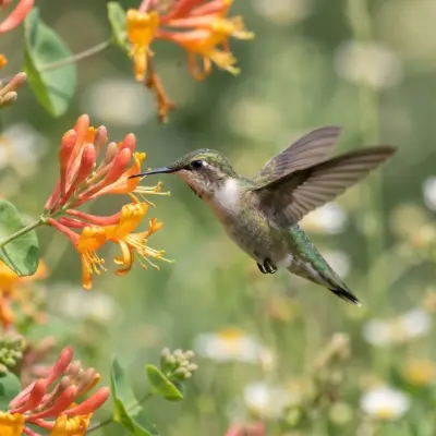Can Hummingbirds Smell Nectar?