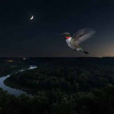 Do Hummingbirds Migrate at Night?