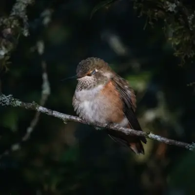 What Is Torpor for Hummingbirds?