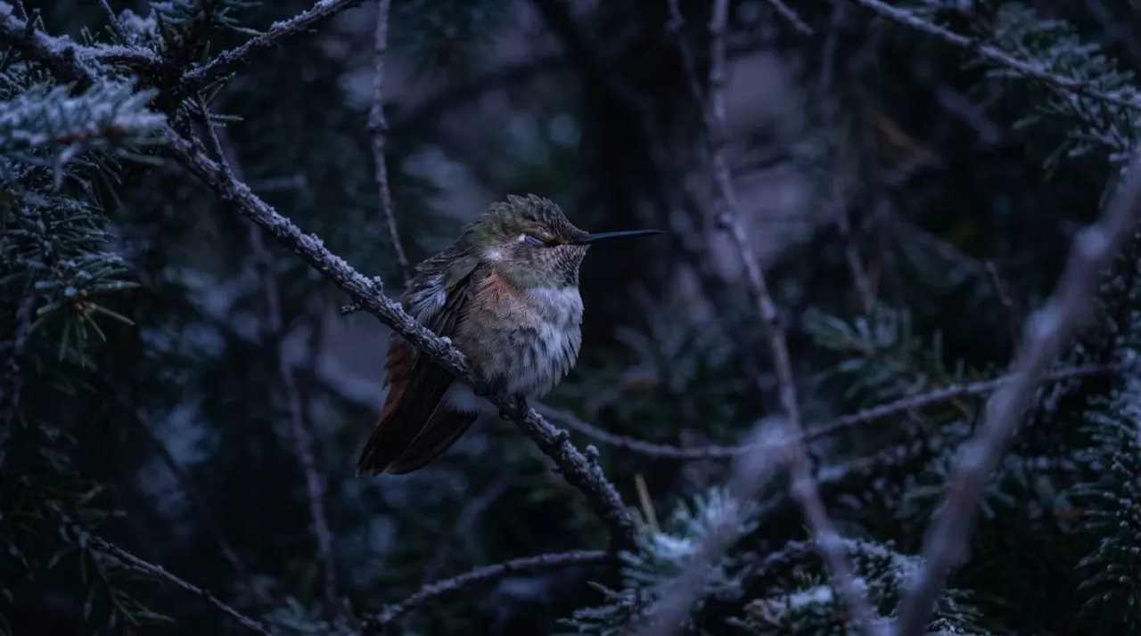 I have this page and need a main image for it. Create a high-quality image for the page "What Is Torpor for Hummingbirds?". Subject: What Is Torpor for Hummingbirds?

Use the site's establis