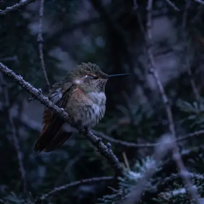 What Is Torpor for Hummingbirds?